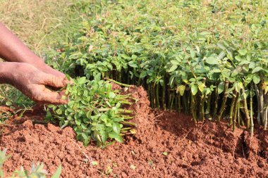 Çiftlikte satılık gül filizleri