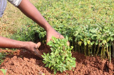 Çiftlikte satılık gül filizleri