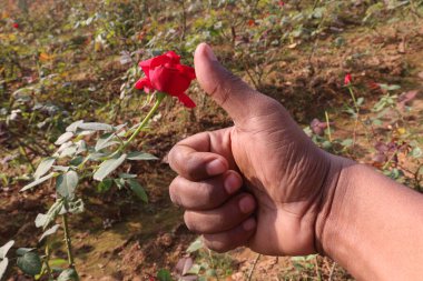 Güzel kırmızı gül ağaçta hasat için.