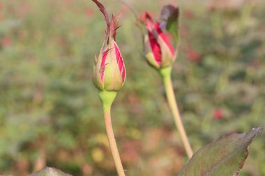 Güzel kırmızı gül ağaçta hasat için.