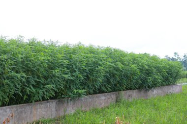 yeşil renkli dhaincha ağacı hasat için tarlada.