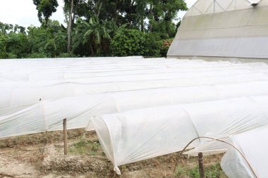 Plastik shad evindeki kasımpatı çiçek çiftliği.