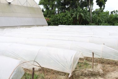 Plastik shad evindeki kasımpatı çiçek çiftliği.