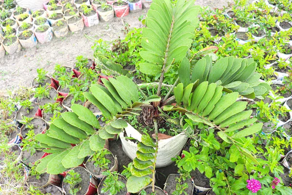 Hasat için çiftlikteki zamia pumila ağacı
