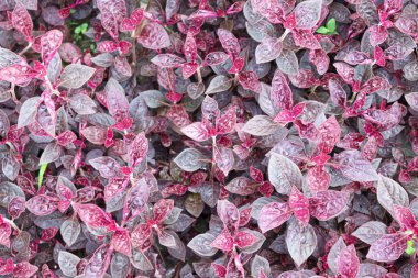 her kullanım için kırmızı renkli yaprak arkaplanı