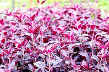 her kullanım için kırmızı renkli yaprak arkaplanı