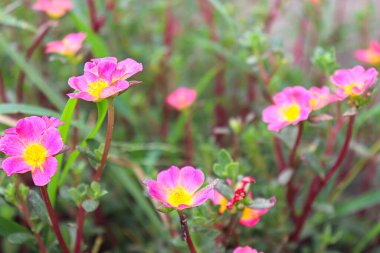 Çiftlikteki ağaçta satılık kırmızı renkli çiçek