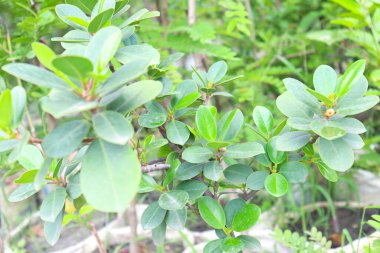 her kullanım için yeşil renkli yaprak arkaplanı