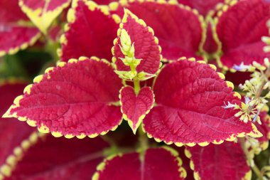 her kullanım için kırmızı renkli yaprak arkaplanı