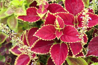 her kullanım için kırmızı renkli yaprak arkaplanı