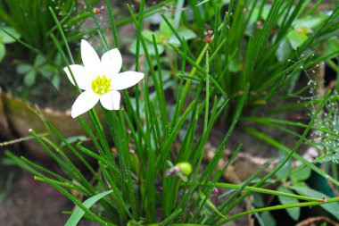 Çiftlikteki ağaçta satılık beyaz renkli çiçek
