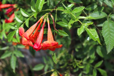Çiftlikteki ağaçta satılık kırmızı trompet çiçeği