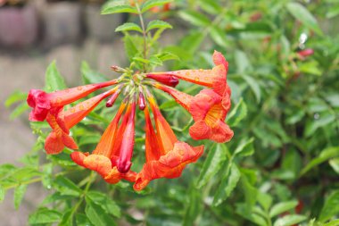 Çiftlikteki ağaçta satılık kırmızı trompet çiçeği