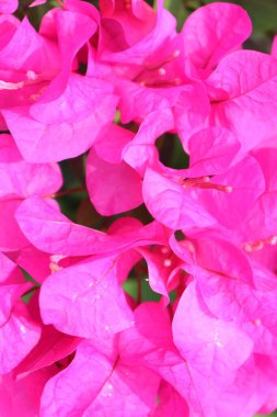 Dikenli sarmaşıklar ve çalılarla ağaçtaki Bougainvillea çiçeği.