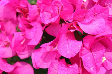 Dikenli sarmaşıklar ve çalılarla ağaçtaki Bougainvillea çiçeği.
