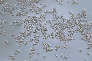 Tehlikeli sivrisineklerin kirli su stokları