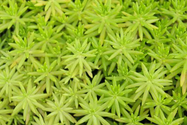 yeşil renkli sedum hattı hasat için çiftlikte ağaç stoku