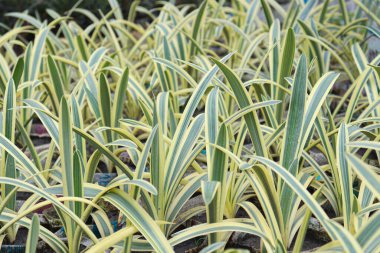 Güzel Dianella ensifolia ağacı çiftlikte hasat için.