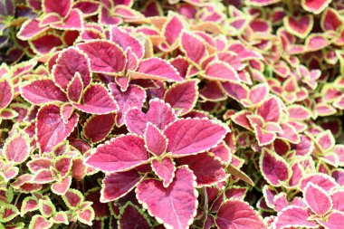 Solenostemon hasat için çiftlikte gül ağacı stoğunu takip ediyor