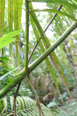 Kalamus tenuis ağacı ormanda dikenli