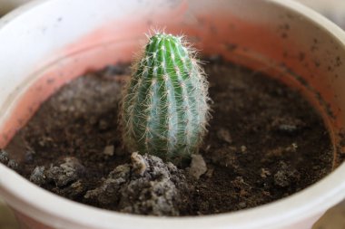 Yeşil renkli kaktüs, dikenli otla kaplanmış.