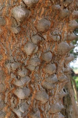 Herhangi bir kullanım için ceiba ağacının dikenli doku arka planı