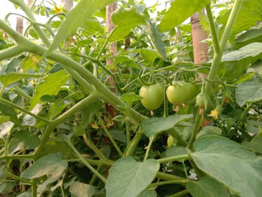 Deney için bambu gölgesinde yeşil renkli domates ağacı fidanı.