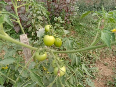 Deney için bambu gölgesinde yeşil renkli domates ağacı fidanı.