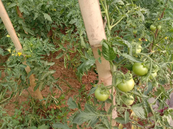 green colored tomato tree plantation in bamboo shade for experiment