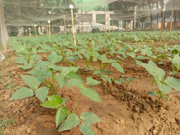 French bean plant for experiment of new varieties