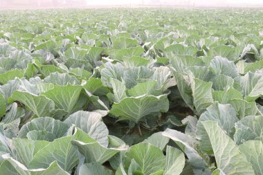 green colored healthy fresh cabbage on farm for harvest this is cash crops