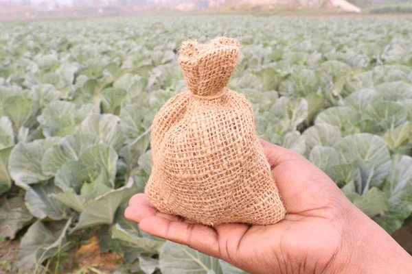 money bag with back note on cabbage farm this is cash crops