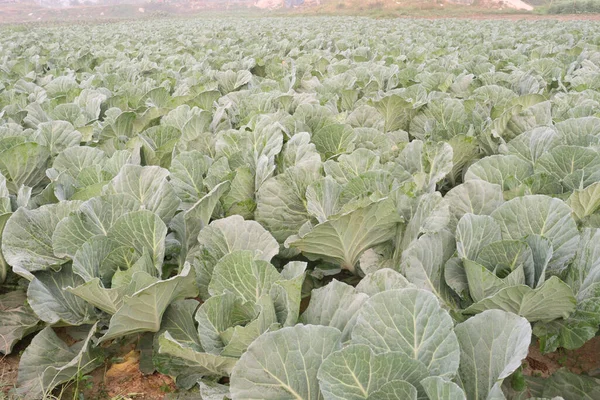 green colored healthy fresh cabbage on farm for harvest this is cash crops