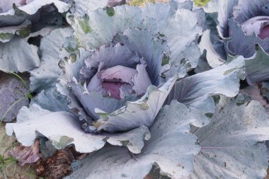 violet colored healthy fresh cabbage on farm for harvest this is cash crops
