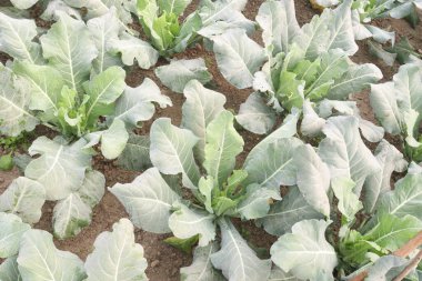 green colored healthy fresh cabbage on farm for harvest this is cash crops