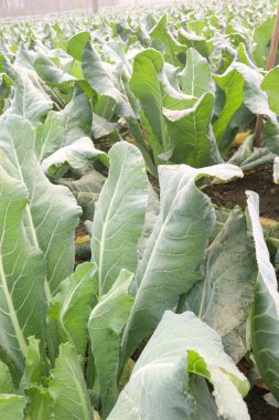 green colored healthy fresh cabbage on farm for harvest this is cash crops
