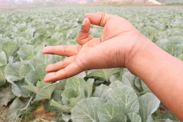 finger sign on green colored cabbage farm for deaf people or farmer