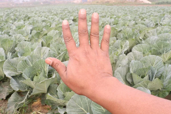 finger sign on green colored cabbage farm for deaf people or farmer
