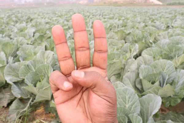 finger sign on green colored cabbage farm for deaf people or farmer