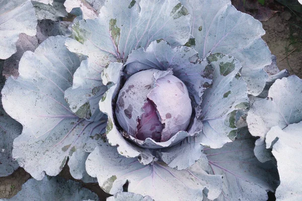 violet colored healthy fresh cabbage on farm for harvest this is cash crops