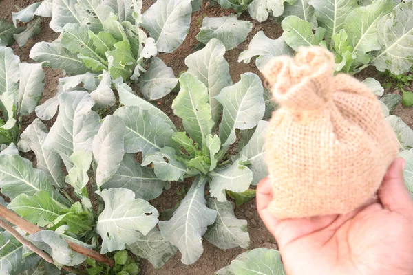 money bag with back note on cabbage farm this is cash crops