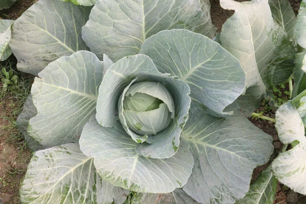 green colored healthy fresh cabbage on farm for harvest this is cash crops