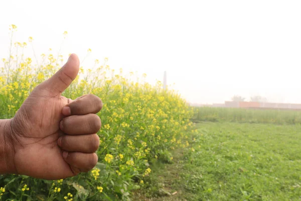 finger sign with mustard farm for deaf people or farmer