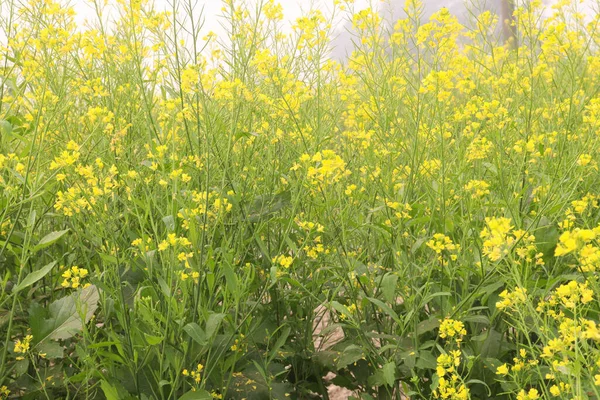 yellow colored mustard flower on farm for harvest