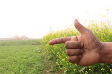 finger sign with mustard farm for deaf people or farmer