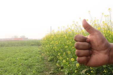 finger sign with mustard farm for deaf people or farmer