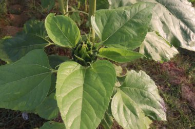 green colored sunflower bud on tree in farm for harvest