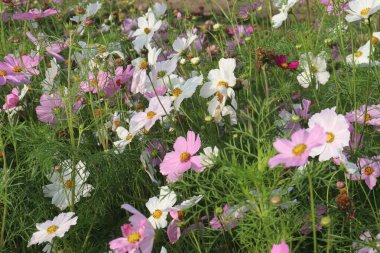 multiple colored garden cosmos flower on farm for harvest