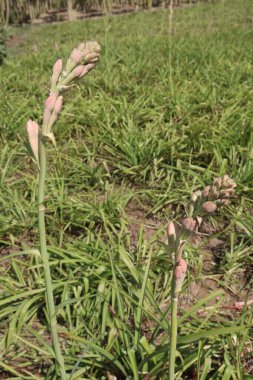 white colored tuberose flower on farm for harvest and wedding party
