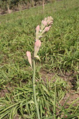white colored tuberose flower on farm for harvest and wedding party